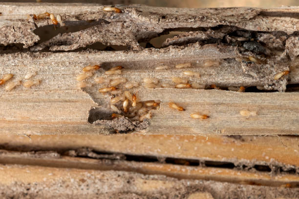Best Exterminator Services  in West Portsmouth, OH